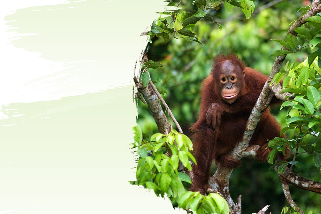 World Orangutan Day 2020